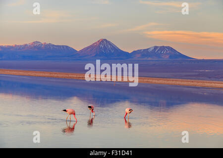 Les flamants roses dans la lagune Chaxa au coucher du soleil (Phoenicopterus) Banque D'Images