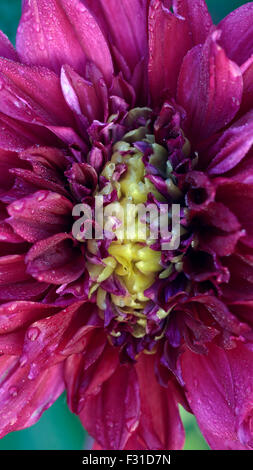 Macro shot vertical d'un boogie Nites dahlia, centre tout juste à ouvrir, avec des gouttelettes d'eau. Banque D'Images