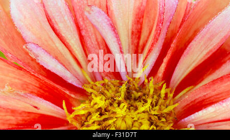 16:9 de la récolte d'une macro d'une image Duzzit E Z Dahlia avec les gouttelettes d'eau d'une pluie récente Banque D'Images