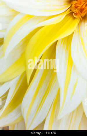 Illustration photo réaliste d'une photographie gros plan d'un dahlia blanc et jaune. Centre de la fleur est placé en haut à droite. Banque D'Images