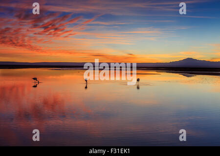 Les flamants roses dans la lagune Chaxa au coucher du soleil (Phoenicopterus) Banque D'Images