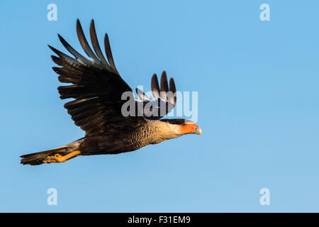 Caracara à crête nord (Caracara plancus) en vol, Galveston, Texas, États-Unis. Banque D'Images