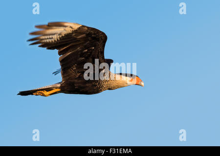 Caracara à crête nord (Caracara plancus) en vol, Galveston, Texas, États-Unis. Banque D'Images