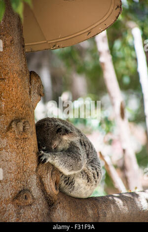 Un koala dort contre un tronc d'arbre. Banque D'Images