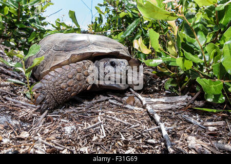 Hobe Sound Florida,Seabranch Preserve State Park,gopher tortue,Gopherus polyphemus,tortue,adulte,FL150415025 Banque D'Images