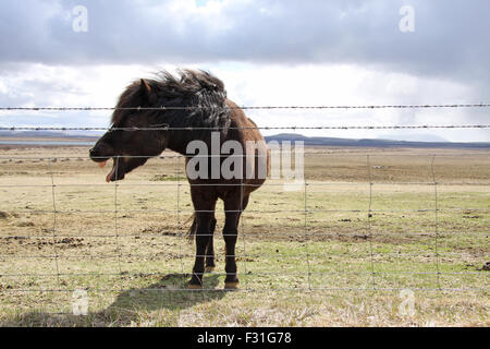 Un cheval noir ou crissement whinnying derrière une clôture, de l'Islande. Banque D'Images
