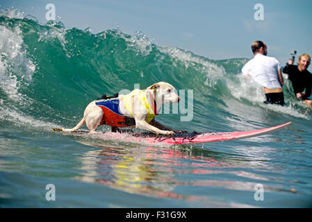 Huntington Beach, Californie, USA. 27 Sep, 2015. Le sucre chien surf est l'un des meilleurs chiens de surf dans le monde, et elle sait quand elle a pris une bonne vague. Les chiens du monde entier affronter les vagues pour surfer pendant le surf surf surf Ville Chien ® concours tenu au Dog Beach à Huntington Beach, CA le dimanche 27 septembre, 2015. Credit : Benjamin Ginsberg/Alamy Live News Banque D'Images