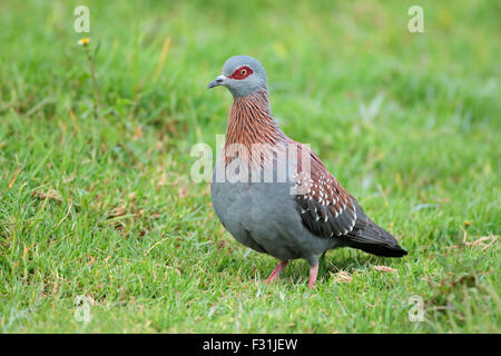 Un pigeon biset (Columba guinea) assis sur l'herbe verte, Afrique du Sud Banque D'Images