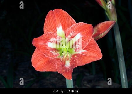 Close-up of fleur Amaryllis - Hippeastrum - famille des Amaryllidacées Banque D'Images