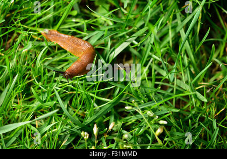 L'Espagnol slug (Arion vulgaris) invasion en jardin. Limaces envahissantes sur l'herbe. Problème de jardin. L'Europe. Copier l'espace. Banque D'Images