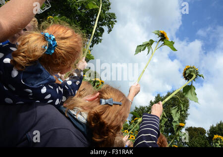 Impression de Redhead jours 2015, Breda, Pays-Bas Banque D'Images