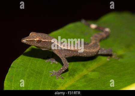 Madagascar clawless gecko (Ebenavia inunguis), sur une feuille, la baie d'Antongil, Nosy Mangabe, Madagascar Banque D'Images
