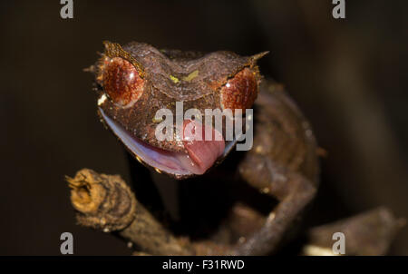 Le gecko à queue de feuille (cf. l'Uroplatus ebenaui), la forêt tropicale du Parc National de Marojejy, Madagascar Banque D'Images