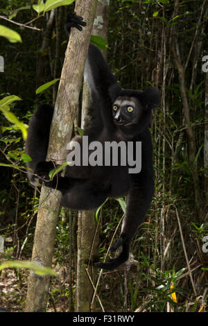 L'Indri (Indri Indri) sur un arbre, au nord-est de Madagascar, Madagascar Banque D'Images