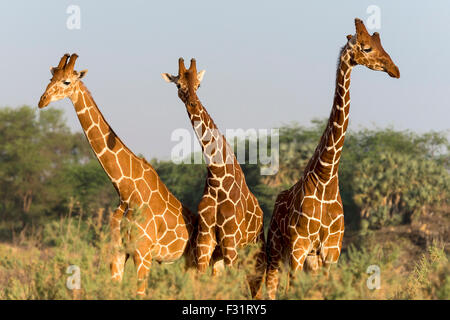 La girafe réticulée (Giraffa camelopardalis reticulata), Samburu National Reserve, Kenya Banque D'Images