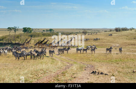 Zèbres (Equus quagga) et Girafe (Giraffa camelopardalis) traversant le lit d'une rivière asséchée, Maasai Mara National Reserve Banque D'Images