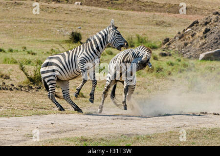 Zèbres (Equus quagga), etalons combats, Maasai Mara National Reserve, Kenya, comté de Narok Banque D'Images