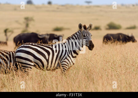 Zebra (Equus quagga), debout dans l'herbe haute, lumière du soir, Maasai Mara National Reserve, Kenya, comté de Narok Banque D'Images