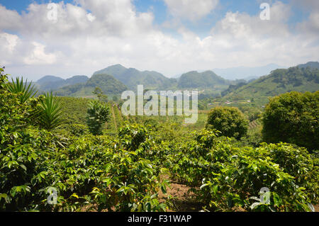 Les plantations de café dans les montagnes de l'ouest du Honduras par le Parc National de Santa Barbara Banque D'Images