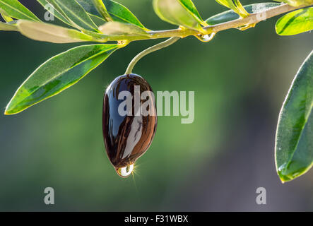 Bol en bois plein d'olives et les brindilles. Banque D'Images