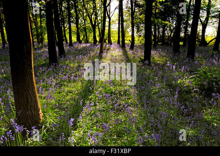 BLUEBELL WOODS AU DÉBUT DE L'été du Hertfordshire, Angleterre Banque D'Images