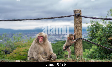 Les singes jouant dans la montagne Arashiyama, Kyoto Banque D'Images