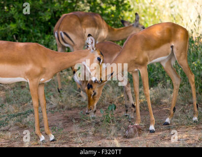 La Tanzanie, le parc Manyara, Arusha, troupeau d'impalas (Aepyceros melampus femelle) Banque D'Images