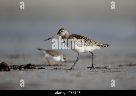 Barge à queue noire, Limosa limosa, seul oiseau sur Beach, South Uist, Hébrides, Septembre 2015 Banque D'Images