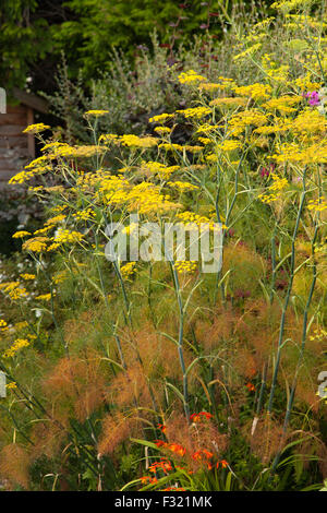 Foeniculum vulgare 'Purpureum' fenouil bronze poussant dans un jardin. Banque D'Images