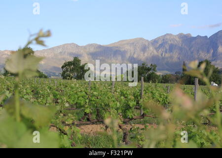 Vignoble et montagne près de Stellenbosch en Afrique du Sud Westcape Winelands Banque D'Images