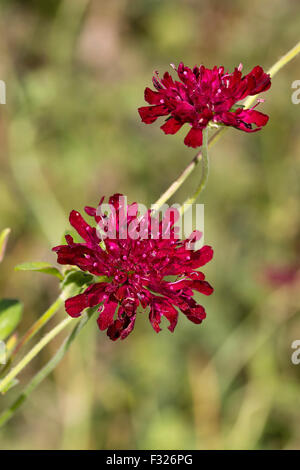 Les fleurs rouges du macédonien vivaces Knautia macedonica, scabious Banque D'Images