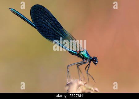 Banded demoiselle, mâle adulte, perché, Campanie, Italie, Calopteryx splendens Banque D'Images