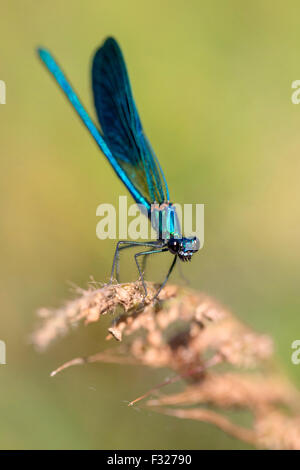 Banded demoiselle, mâle adulte, perché, Campanie, Italie (Calopteryx splendens) Banque D'Images