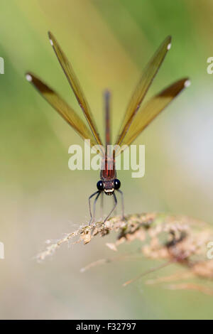 Demoiselle cuivre femelle adulte, perché, Campanie, Italie (Calopteryx haemorrhoidalis) Banque D'Images