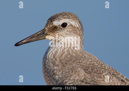 Le Bécasseau maubèche, juvénile, la Campanie Italie (Calidris canutus) Banque D'Images