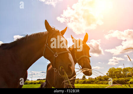 Image de deux chevaux dans un enclos mange de l'herbe. Banque D'Images