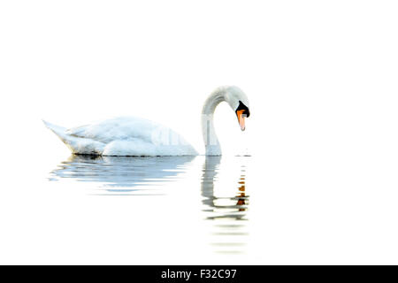 Mute Swan (Cygnus olor), natation adultes sur de simples, Aqualate simple, Aqualate National Nature Reserve, Staffordshire, Angleterre, Novembre Banque D'Images