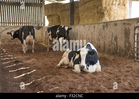 Les bovins domestiques, les vaches Holstein Friesian, fraîchement vêlé, lits de sable en cour, Dumfries, Dumfries et Galloway, Écosse, Mai Banque D'Images