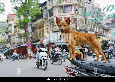 Chien sur un scooter. Les cyclomoteurs et les motos sont partout à Hanoi, Vietnam. Banque D'Images