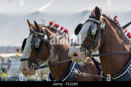 Deux chevaux Clydesdale tirant un chariot au comté de Westmorland Show 2015 Banque D'Images