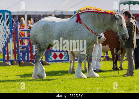 Un Shire Horse en compétition à la Westmorland Show Banque D'Images