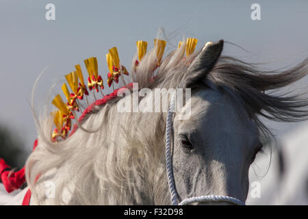 Un Shire Horse en compétition à la Westmorland Show Banque D'Images