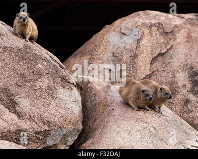 Rock hyraxes dans une colonie près de Seronera Wildlife Lodge, Parc National de Serengeti, Tanzanie Banque D'Images