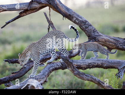 Mère et bébé leopard à l'étape de marche le long d'un arbre dans le Parc National du Serengeti, Tanzanie Banque D'Images