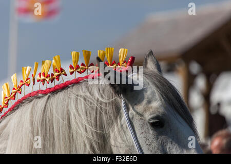 Un Shire Horse en compétition à la Westmorland Show Banque D'Images