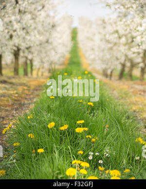 Belle nature au printemps de Cherry Orchard Banque D'Images