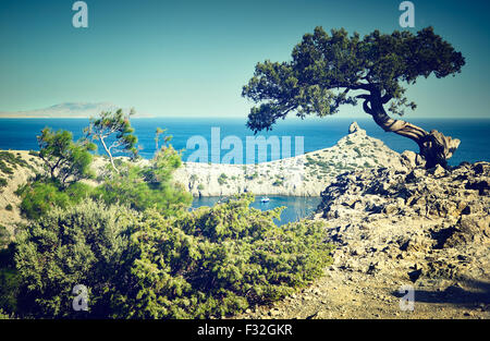 Arbre et la mer au coucher du soleil. Paysage de la Crimée. Nature fond Banque D'Images