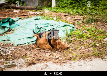 Cute chiots errants jouer Banque D'Images