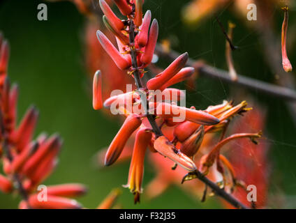La Tanzanie, Mara, Serengeti National Park, bloom sur agave sisal Banque D'Images