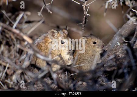 Mère de la souris et son bébé parmi les épines Banque D'Images